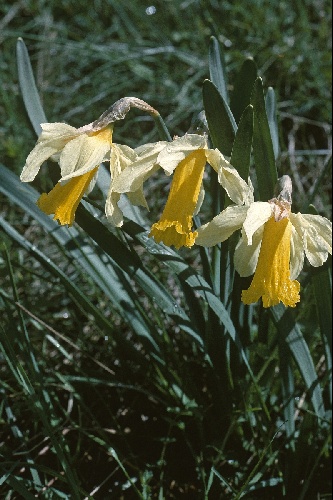 Narcissus abscissus
